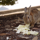 Illustration for article titled Bunny Island Is Cute, Furry, and Depressing